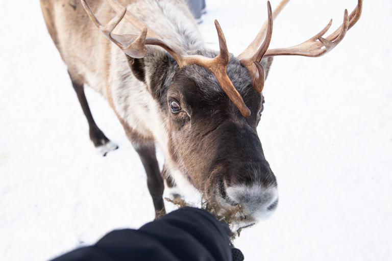 Kiruna: Autumn Reindeer Tour