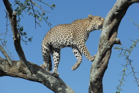 Arusha: Safári a pé pelo parque nacional com almoço