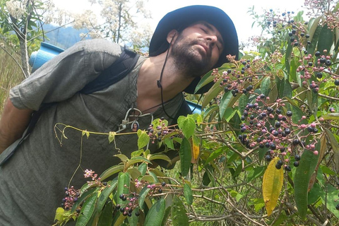 Chiapas: Volcano Walk with Meditation, Cacao, and Music