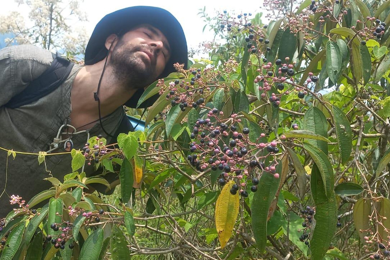Chiapas: Volcano Walk with Meditation, Cacao, and Music