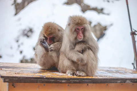 Da Tokyo: Gita di un giorno con le scimmie della neve e il Tempio Zenkoji