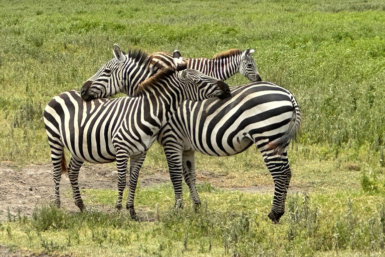 5 Day Best of Tanzania wildlife Safari