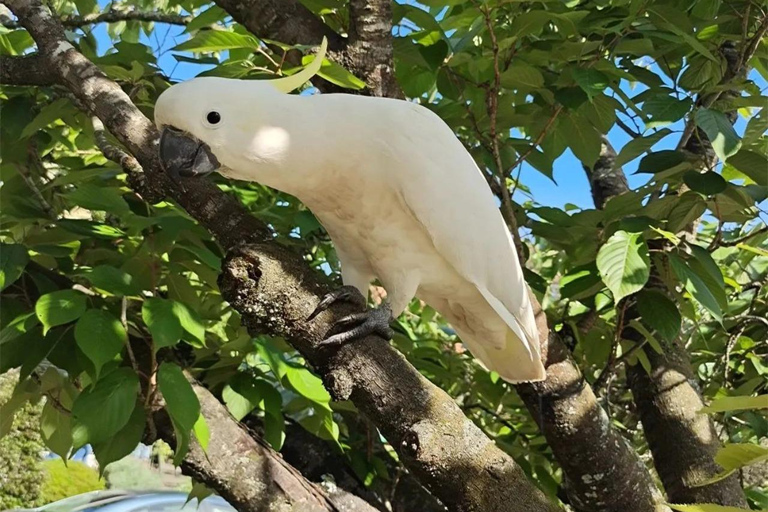 Blue Mountains Tour, Katoomba Falls & Cockatoos Small Group Blue Mountains ：Small Group + Cockatoos & Katoomba Falls&Ja