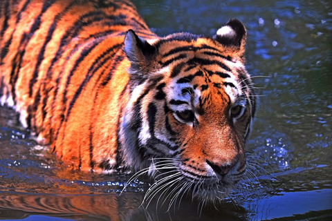 Ab Delhi: 5-tägige Tigersafari & Goldenes Dreieck TourPrivate Tour mit Hotels