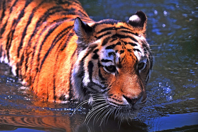 From Delhi: 5-Day Tiger Safari & Golden Triangle Tour Private Tour without Hotels