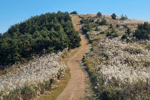Jeju: Day Tour, Small Volcano & Landmark & UNESCO Heritage Private Day Tour 5hr (Just Car Charter/Not including ticket)
