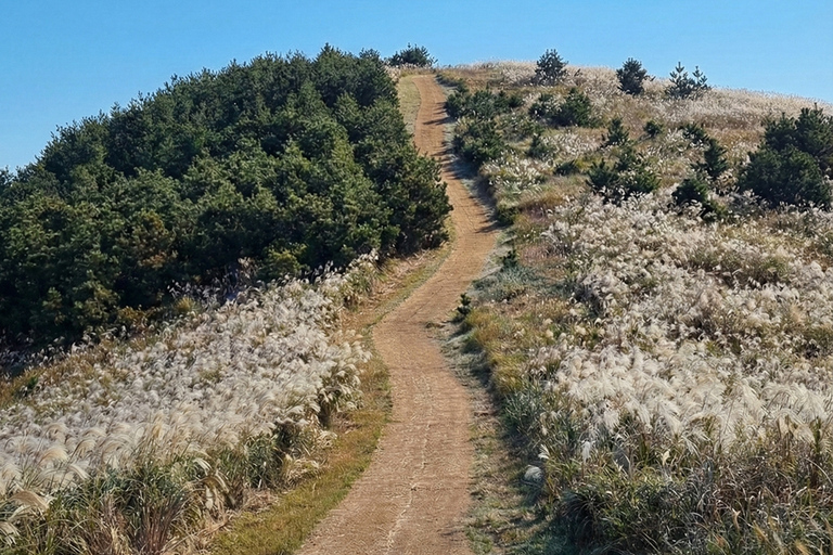 Jeju: Day Tour, Small Volcano & Landmark & UNESCO Heritage Private Day Tour 5hr (Just Car Charter/Not including ticket)