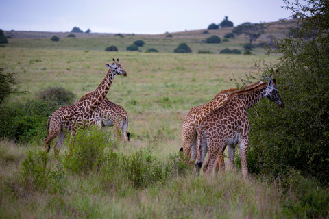 Nairobi: National Park Guided Game Drive Nairobi National Park Private Game Drive