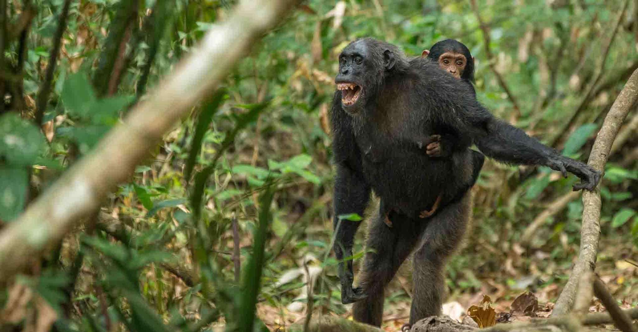 Gombe Stream National park Day trip Adveture - Housity