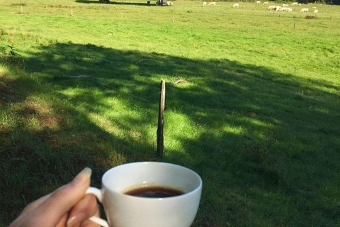 Guided tour to Fairview Coffee Farm