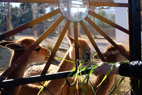 Camelid Center Visit in Cusco: Alpacas, Culture & Weaving