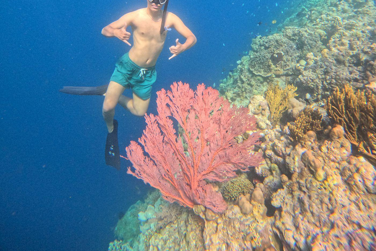 Pemuteran Bali: Menjangan Island Snorkeling Trip with Lunch