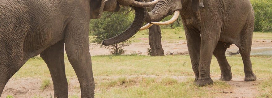 Excursions à terre au parc Hluhluwe-iMfolozi, KwaZulu-Natal