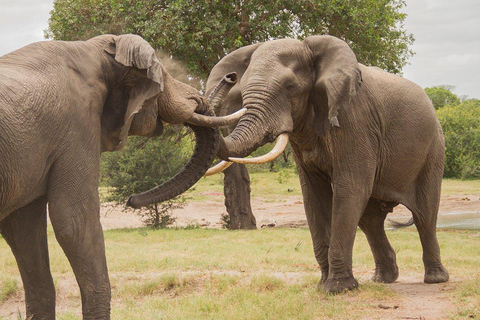 Hluhluwe-iMfolozi Park - Open Safari Vehicle Game Drives