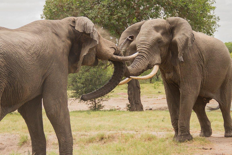Hluhluwe-iMfolozi Park - Open Safari Vehicle Game Drives