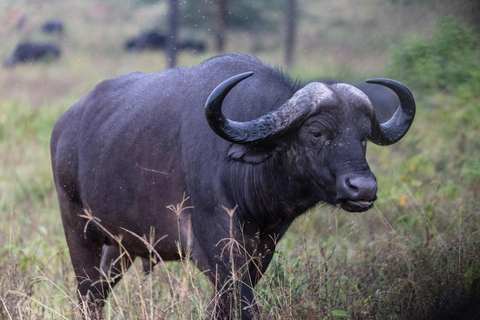 Viagem de 1 dia ao Lago Nakuru saindo de NairóbiViagem de um dia ao Lago Nakuru saindo de Nairobi