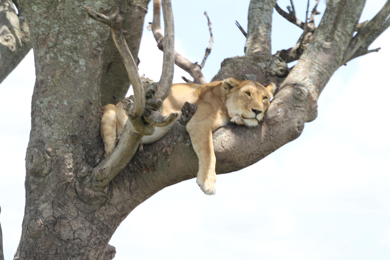 Arusha: 4-Day Safari to Tarangire, Serengeti, and Ngorongoro