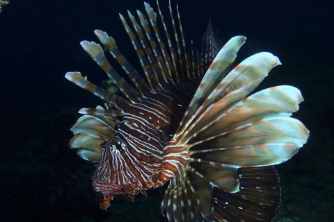 Dive Into Adventure: Beginner Scuba Experience in Rhodes Snorkelling