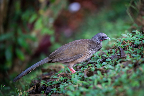 Vogelbeobachtung in Medellin mit einem erfahrenen Vogelbeobachter (Privat)