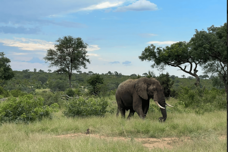 Johannesburg: Half-Day Dinokeng Big Five Safari Tour