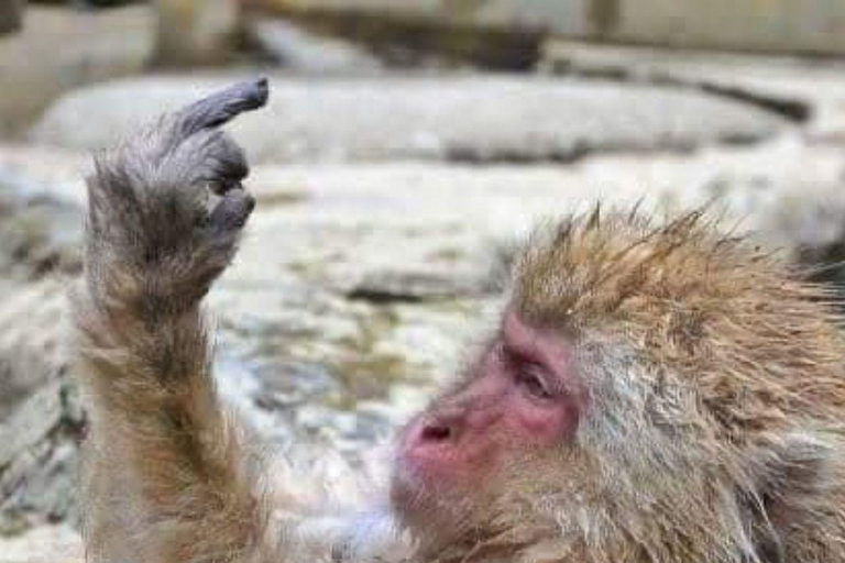 From Tokyo & Nagano: Luxury Snow Monkey Private 1 Day Tour