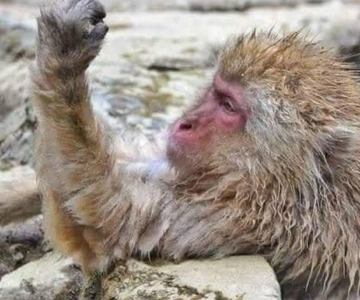 From Tokyo/Nagano: Luxury Snow Monkey Private Full-Day Tour