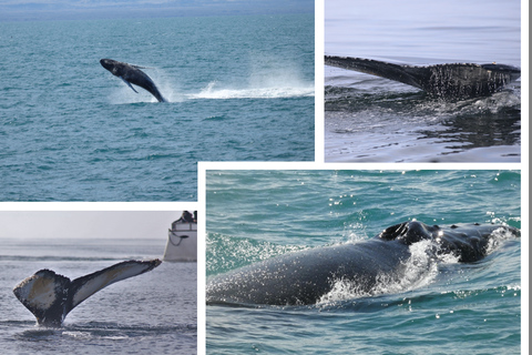 Reykjavík: Kombiticket für Whale-Watching-Bootsfahrt und FlyOver