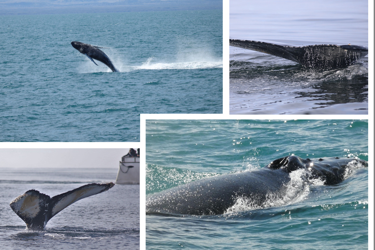 Reykjavík: Whale Watching Cruise and FlyOver Combo Ticket