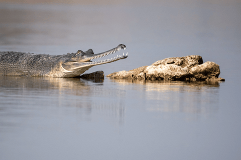 From Agra: Chambal River Safari with Bateshwar Temple Visit