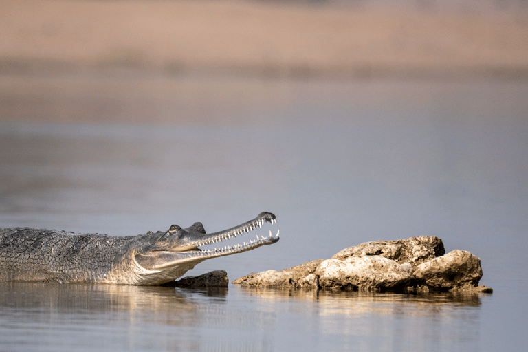 From Agra: Chambal River Safari with Bateshwar Temple Visit