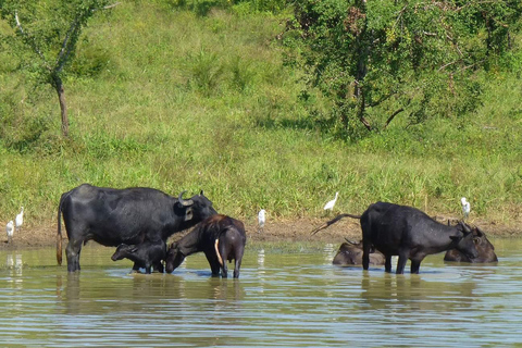 From Anuradhapura: Wilpattu National Park Private Safari