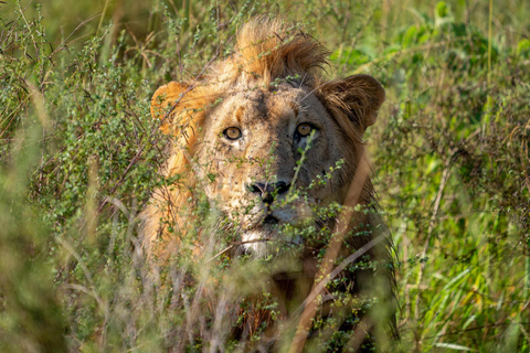 1 giorno di safari nella natura di Akagera e giro in barca