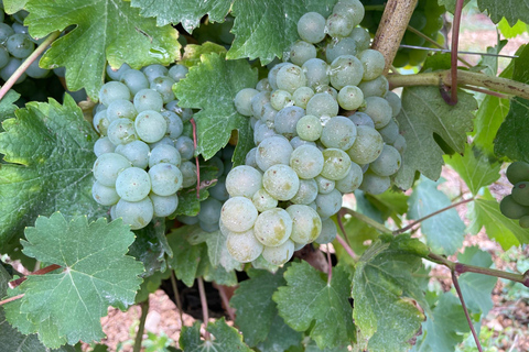 Paris Wine Day Tours - Sancerre wine tour from Paris