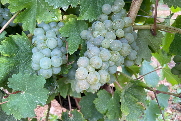 Paris Wine Day Tours - Sancerre wine tour from Paris