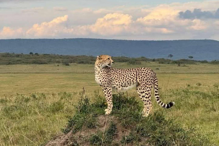 Tsavo East: Private Safari with Lunch and Transfers