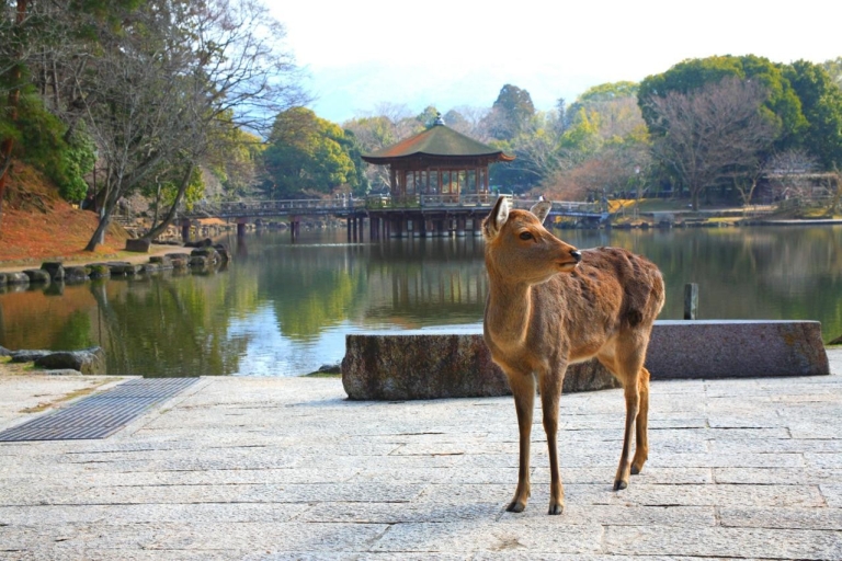 De historische wonderen van Nara: Een reis door tijd en natuur