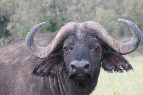 Quénia: Safari de 6 dias em Masai Mara, Lago Nakuru e Amboseli