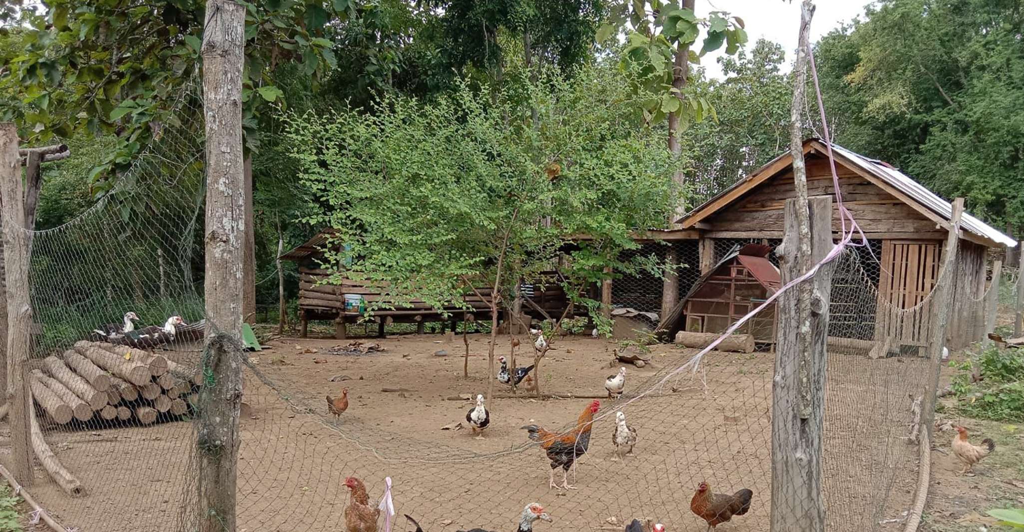 Luang Prabang, expérience agricole biologique et randonnée à Kuang si - Hizvo