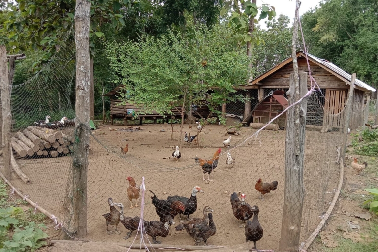 Luang Prabang : Expérience de la ferme biologique et randonnée à Kuang siMarché du matin, nourriture végétalienne à la ferme et randonnée à Kuang Si