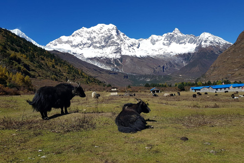 Tsum Valley Trek i Nepal - 14 dagar