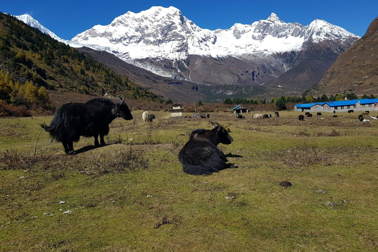 Tsum Valley Trek i Nepal - 14 dagar