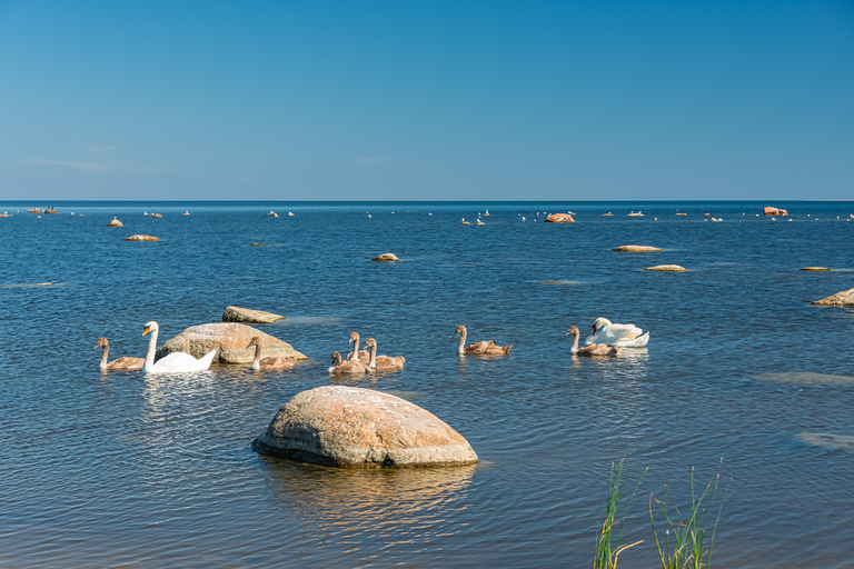 Arvo Pärt Experience: Centre Visit, Sea Cliffs & Waterfall