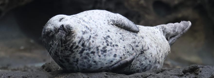 Newport Beach : Croisière observation des baleines toute l'année