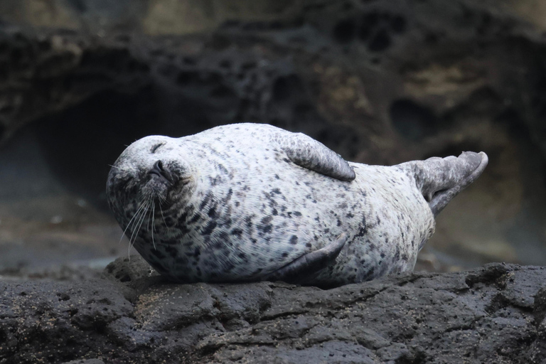 Newport Beach: Whale and Dolphin-Watching Cruise