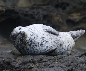 Newport Beach: Year-Round Whale Watching Cruise