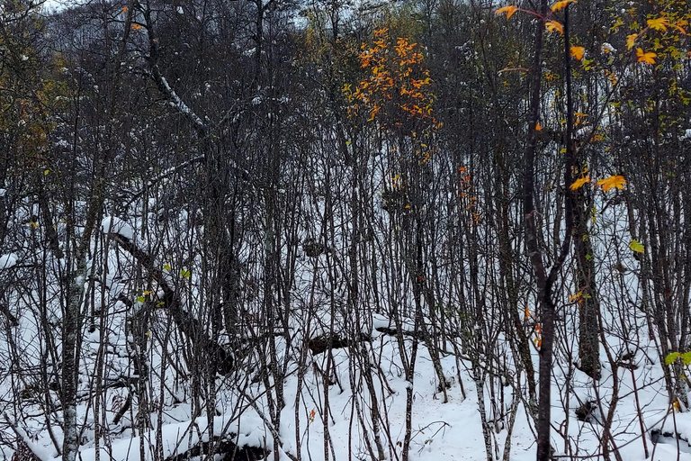 Tromsø Street to Wilderness: Guided Snowshoe Hike