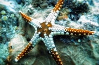 Zanzibar, Full-Day Safaris Blue Fumba con pranzo (B.B.Q) - Hizvo