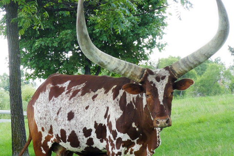 Lake Mburo 2-Day Cycling Safari, Picnic and Bush Breakfast