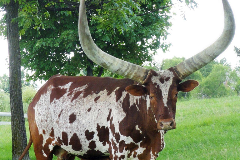 Lake Mburo 2-Day Cycling Safari, Picnic and Bush Breakfast