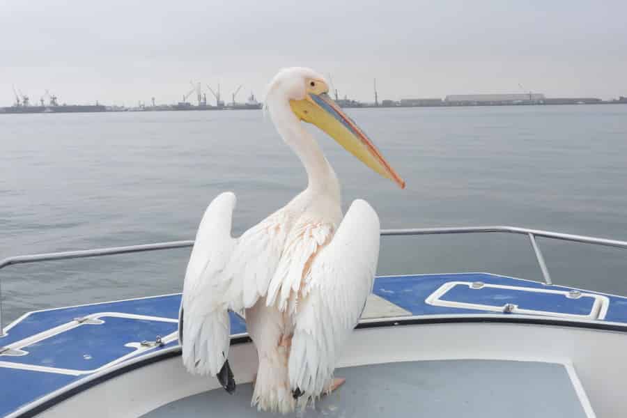 Walfischbucht: Delfin- und Seehund-Tour per Katamaran. Foto: GetYourGuide Walfischbucht: Delfin- und Seehund-Tour per Katamaran. Foto: GetYourGuide